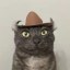 meowdy Icon